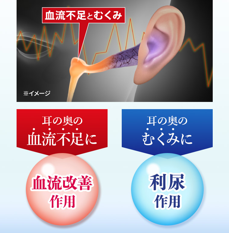 ［血流不足とむくみ］耳の奥の血流不足に血流改善作用　耳の奥のむくみに利尿作用