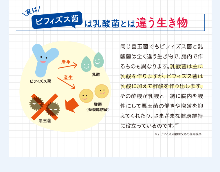 ビフィズス菌と乳酸菌は別の生き物