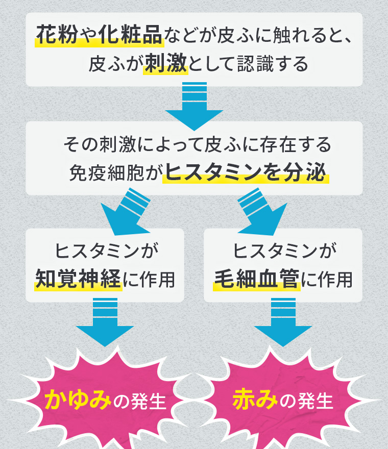 花粉や化粧品などが皮ふに触れると、皮ふが刺激として認識する→その刺激によって皮ふに存在する免疫細胞がヒスタミンを分泌→ヒスタミンが知覚神経に作用／ヒスタミンが毛細血管に作用→かゆみの発生／赤みの発生