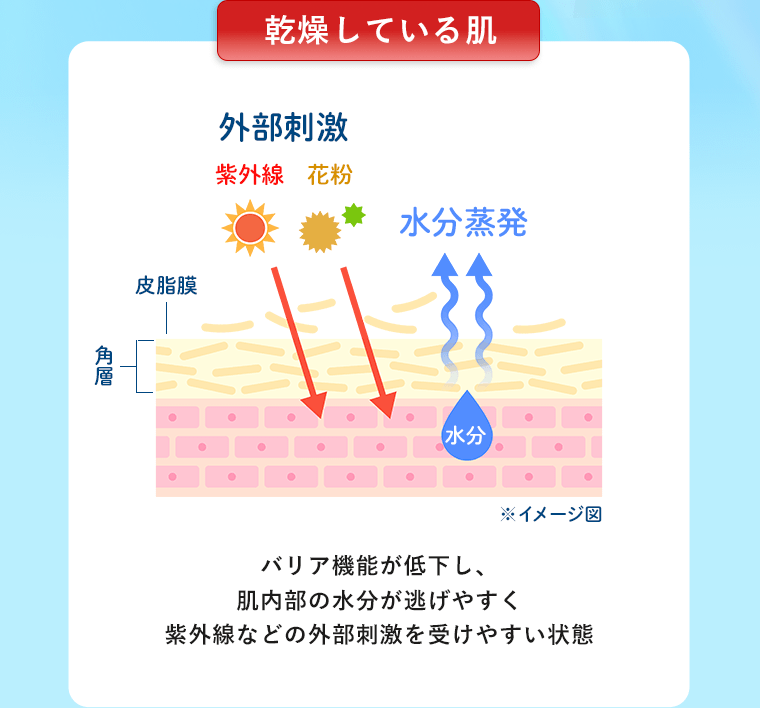 【乾燥している肌】バリア機能が低下し、肌内部の水分が逃げやすく紫外線などの外部刺激を受けやすい状態