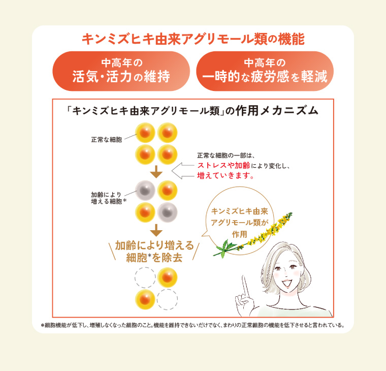 キンミズヒキ由来アグリモール類の機能