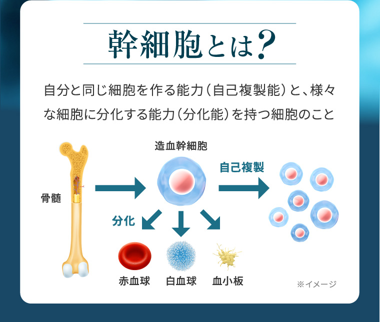 幹細胞とは? 自分と同じ細胞を作る能力 (自己複製能) と、 様々 な細胞に分化する能力 (分化能)を持つ細胞のこと 骨髄 分化 造血幹細胞 自己複製 赤血球 白血球 血小板 ※イメージ