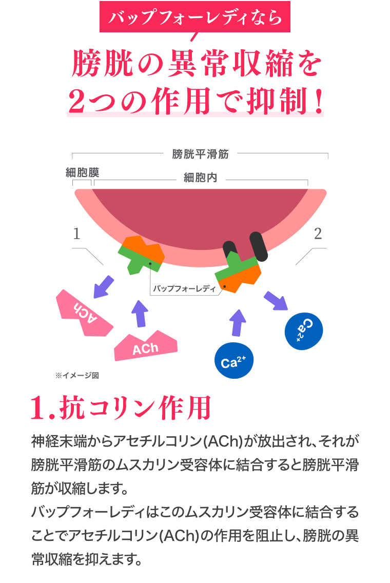 バップフォーレディなら 膀胱の異常収縮を2つの作用で抑制!