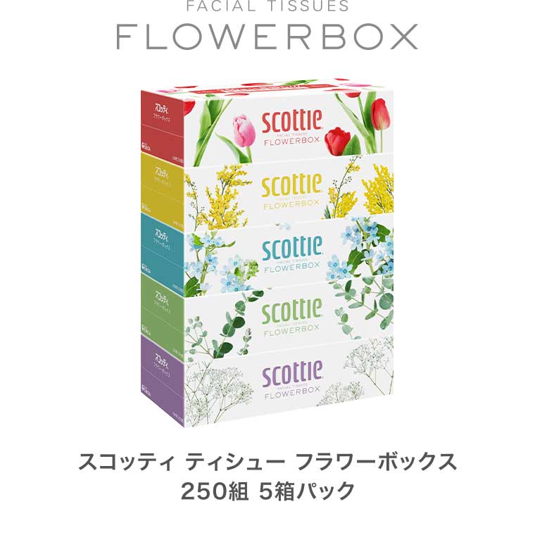 スコッティ ティシュー フラワーボックス 250組 5箱パック