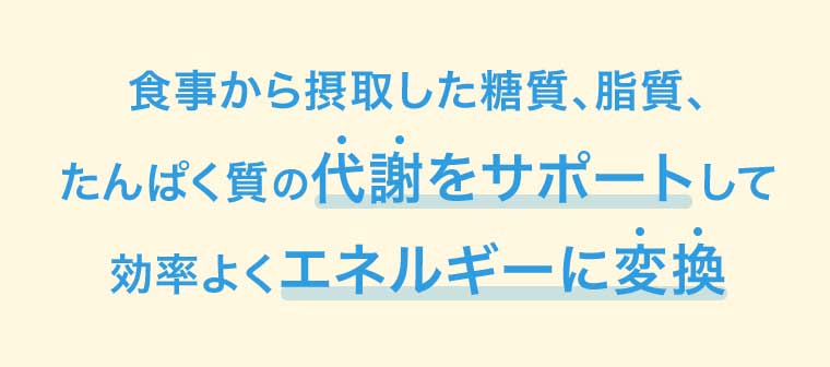 食事から摂取した糖質、脂質、たんぱく質の代謝をサポートして効率よくエネルギーに変換