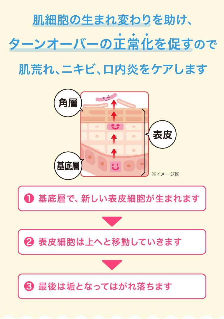 肌細胞の生まれ変わりを助け、ターンオーバーの正常化を促すので 肌荒れ、ニキビ、口内炎をケアします