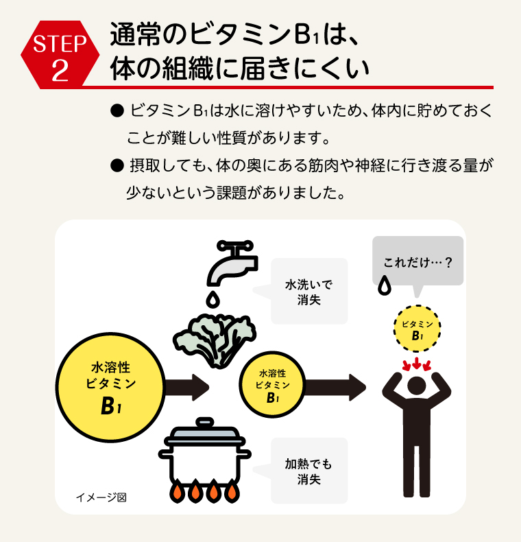 STEP2　通常のビタミンB₁は、体の組織に届きにくい