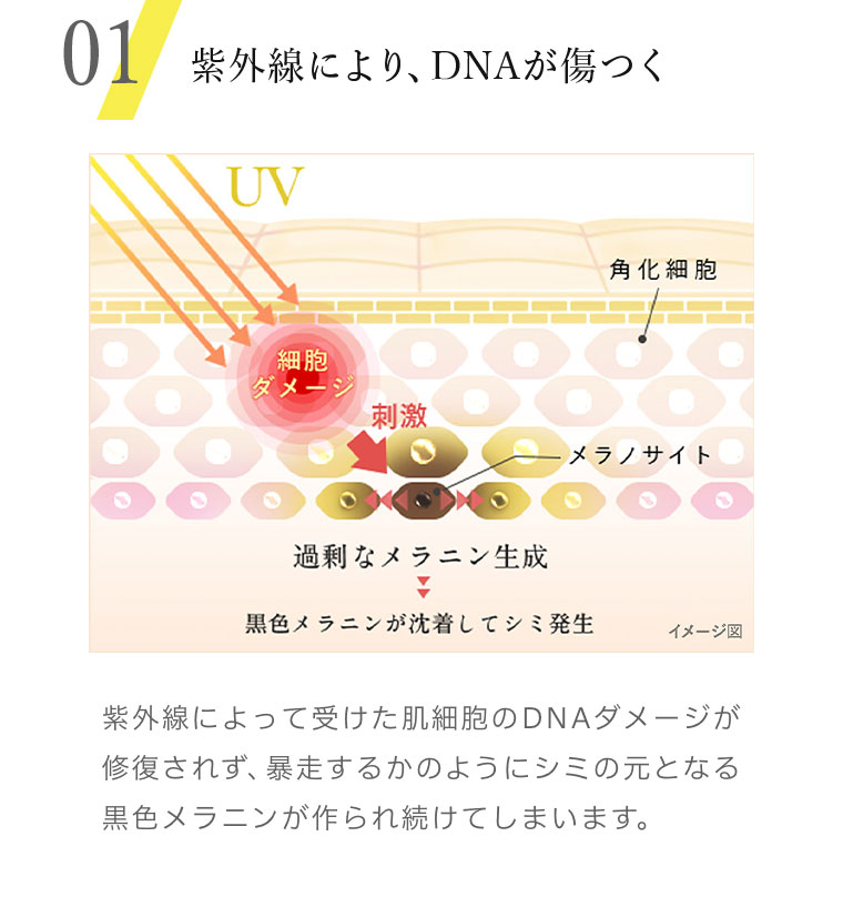 01 紫外線により、DNAが傷つく 紫外線によって受けた肌細胞のDNAダメージが修復されず、暴走するかのようにシミの元となる黒色メラニンが作られ続けてしまいます。