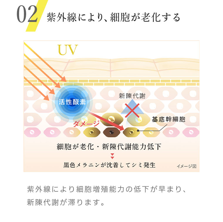 02 紫外線により、細胞が老化する 紫外線により細胞増殖能力の低下が早まり、新陳代謝が滞ります。