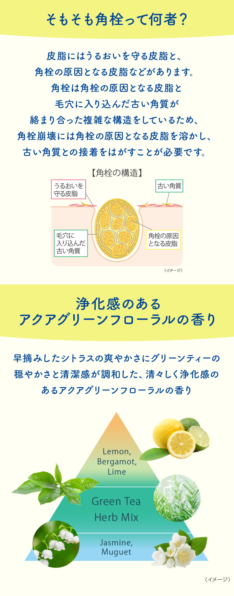 そもそも角栓って何者？ 皮脂にはうるおいを守る皮脂と、角栓の原因となる皮脂などがあります。角栓は角栓の原因となる皮脂と毛穴に入り込んだ古い角質が絡まり合った複雑な構造をしているため、角栓崩壊には角栓の原因となる皮脂を溶かし、古い角質との接着をはがすことが必要です。［角栓の構造］うるおいを守る皮脂 古い角質 毛穴に入り込んだ古い角質 角栓の原因となる皮脂（イメージ） 浄化感のあるアクアグリーンフローラルの香り 早摘みしたシトラスの爽やかさにグリーンティーの穏やかさと清潔感が調和した、清々しく浄化感のあるアクアグリーンフローラルの香り Lemon,Bergamot,Lime Green Tea Herb Mix Jasmine,Muguet