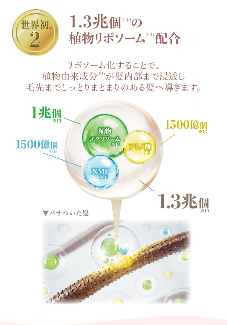 世界初2。1.3兆個の植物リポソーム配合。図(本画像をご確認ください)。リポソーム化することで、植物由来成分が髪内部まで浸透し、毛先までしっとりまとまりのある髪へ導きます。