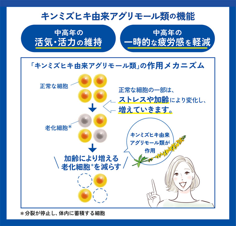 キンミズヒキ由来アグリモール類の機能。中高年の活気・活力の維持。中高年の一時的な疲労感を軽減。キンミズヒキ由来アグリモール類の作用メカニズム。図(本画像をご確認ください)。