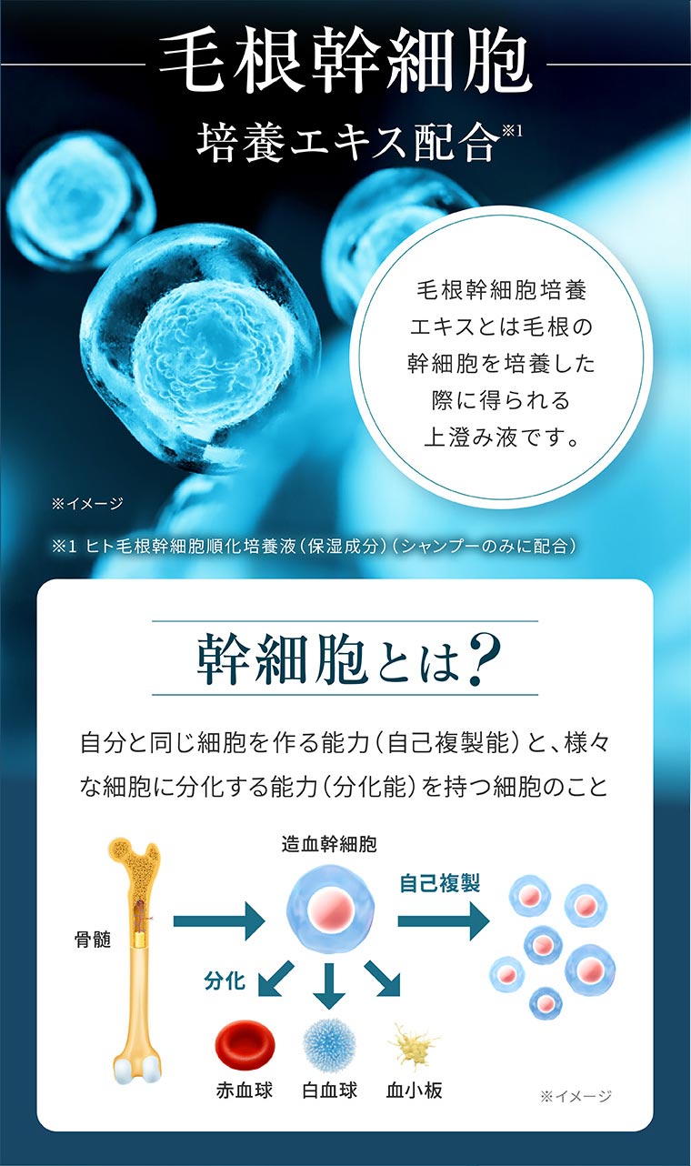 毛根幹細胞培養エキス配合。毛根幹細胞培養エキスとは毛根の幹細胞を培養した際に得られる上澄み液です。イメージ(本画像をご確認ください)。注釈(詳細は本画像をご確認ください)。幹細胞とは? 自分と同じ細胞を作る能力(自己複製能)と、様々な細胞に分化する能力(分化能)を持つ細胞のこと。イメージ(本画像をご確認ください)。