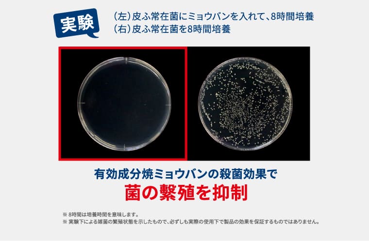 実験 有効成分焼ミョウバンの殺菌効果で菌の繁殖を抑制