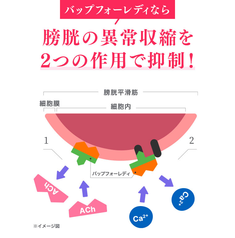 バップフォーレディなら膀胱の異常収縮を2つの作用で抑制!図（本画像をご確認ください）。