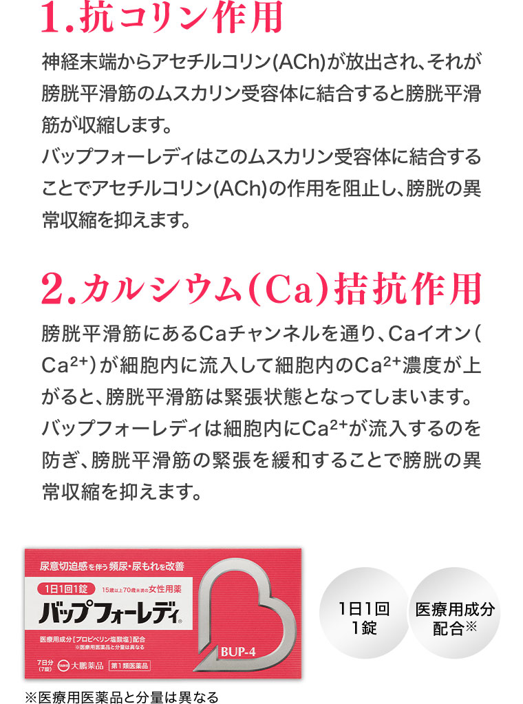 1.抗コリン作用。神経末端からアセチルコリン(ACh)が放出され、それが膀胱平滑筋のムスカリン受容体に結合すると膀胱平筋が収縮します。バップフォーレディはこのムスカリン受容体に結合することでアセチルコリン(ACh)の作用を阻止し、膀胱の異常収縮を抑えます。2.カルシウム(Ca)拮抗作用。膀胱平滑筋にあるCaチャンネルを通り、Caイオン(Ca2+) が細胞内に流入して細胞内Ca2+濃度が上がると、膀胱平滑筋は緊張状態となってしまいます。バップフォーレディは細胞内にCa²+が流入するのを防ぎ、膀胱平滑筋の緊張を緩和することで膀胱の異常収縮を抑えます。