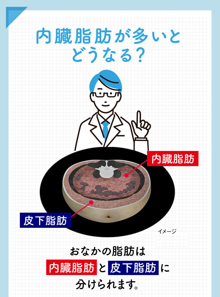 内臓脂肪が多いとどうなる？おなかの脂肪は内臓脂肪と皮下脂肪に分けられます。