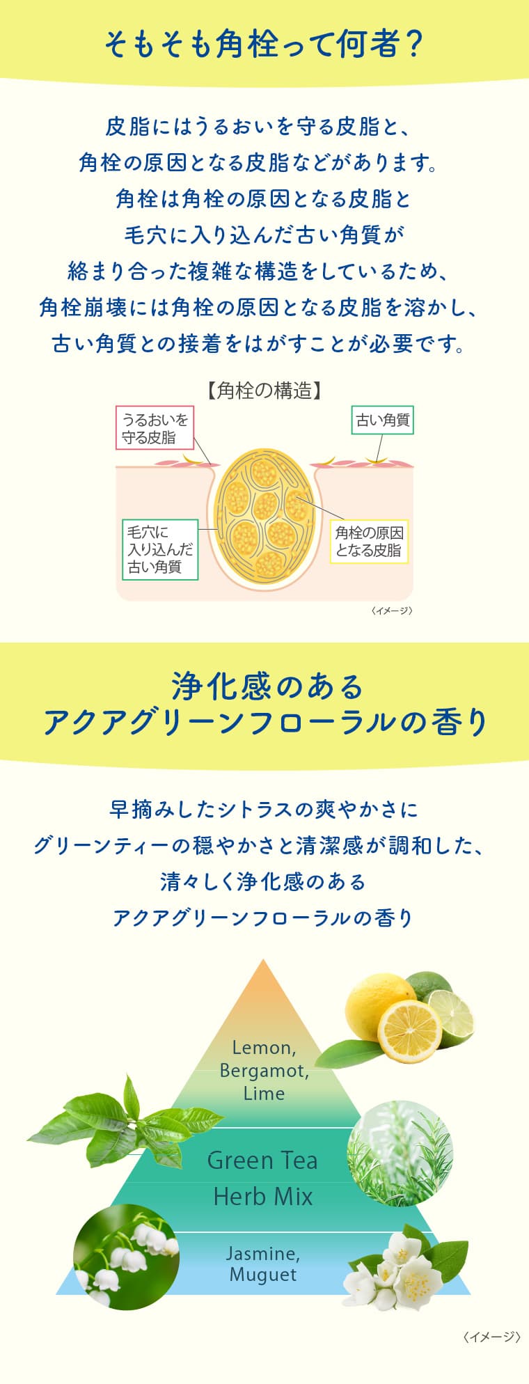 そもそも角栓って何者？ 皮脂にはうるおいを守る皮脂と、角栓の原因となる皮脂などがあります。角栓は角栓の原因となる皮脂と毛穴に入り込んだ古い角質が絡まり合った複雑な構造をしているため、角栓崩壊には角栓の原因となる皮脂を溶かし、古い角質との接着をはがすことが必要です。［角栓の構造］うるおいを守る皮脂 古い角質 毛穴に入り込んだ古い角質 角栓の原因となる皮脂（イメージ） 浄化感のあるアクアグリーンフローラルの香り 早摘みしたシトラスの爽やかさにグリーンティーの穏やかさと清潔感が調和した、清々しく浄化感のあるアクアグリーンフローラルの香り Lemon,Bergamot,Lime Green Tea Herb Mix Jasmine,Muguet