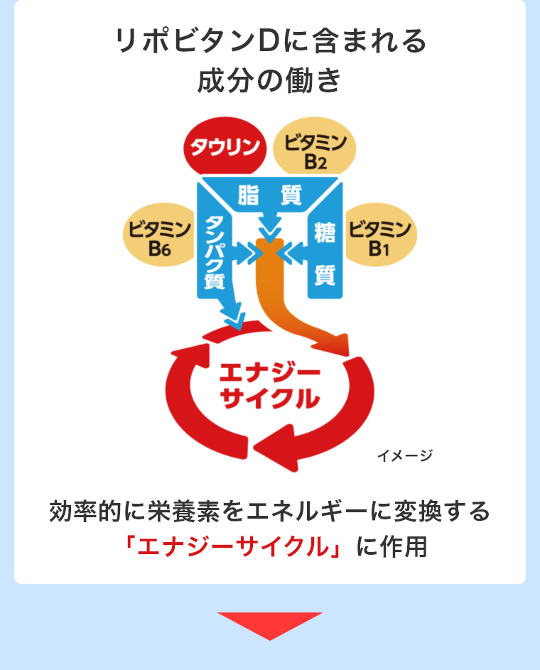 リポビタンDに含まれる成分の働き 効率的に栄養素をエネルギーに変換する「エナジーサイクル」に作用