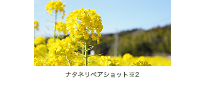 ナタネリペアショット