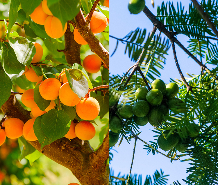 天然植物オイルでうるおい濃密度UP