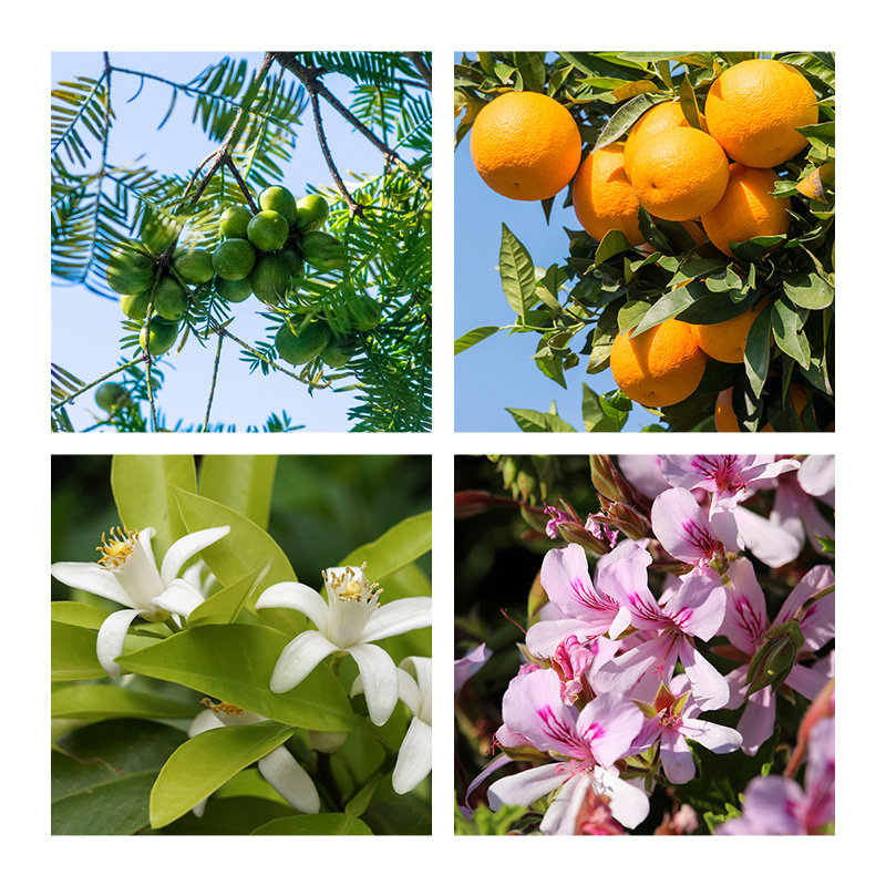 植物写真