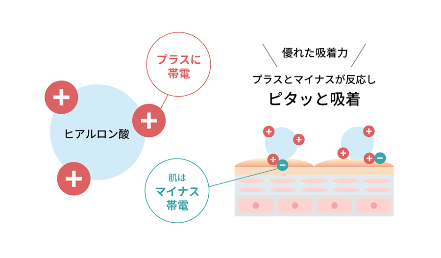 プラスに帯電したヒアルロン酸と、マイナスに帯電した肌が反応しピタッと吸着