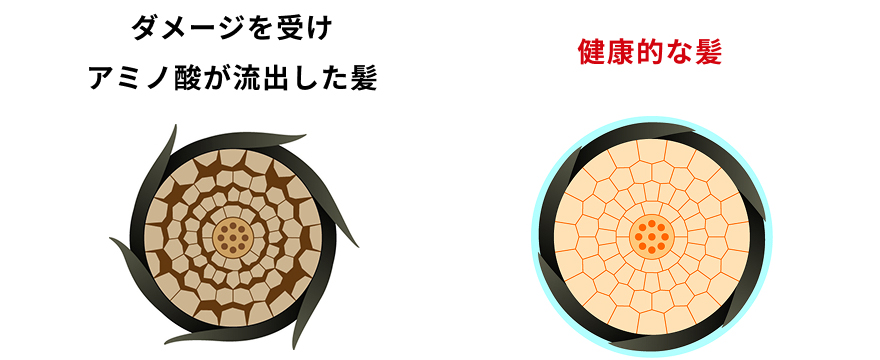 ダメージを受けアミノ酸が流出した髪と健康的な髪