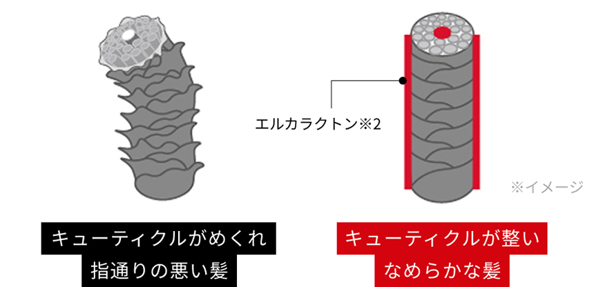 指通り集中補修成分「エルカラクトン」