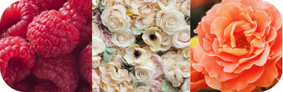 ROSE&ROSE