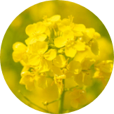 γ-ドコサラクトン（補修成分）