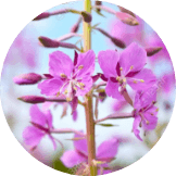 ウィローハーブ<sup>*</sup><span class="sup">1</span>×ペプチド<sup>*</sup><span class="sup">2</span>