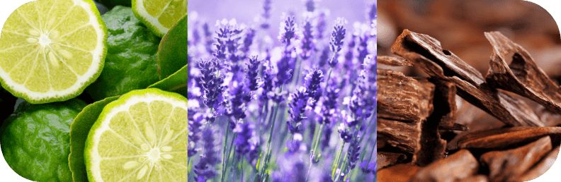 フォレストカーム