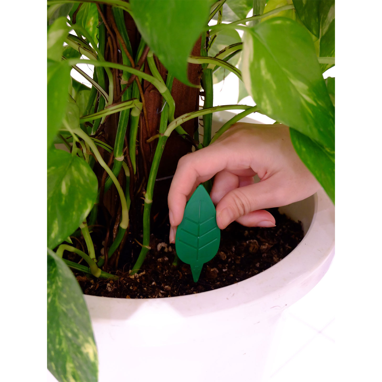 ＢｏｔａＮｉｃｅ 土からわいたコバエ退治 粘着剤タイプ ４個入 観葉植物 害虫 駆除 ４個 アース製薬